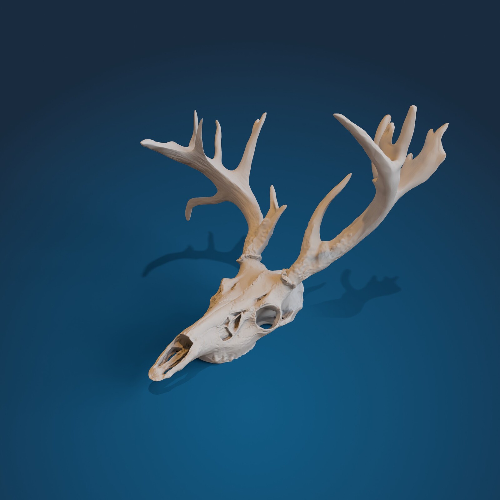 Photo Scanned and Printed Buck Skull TR 02
