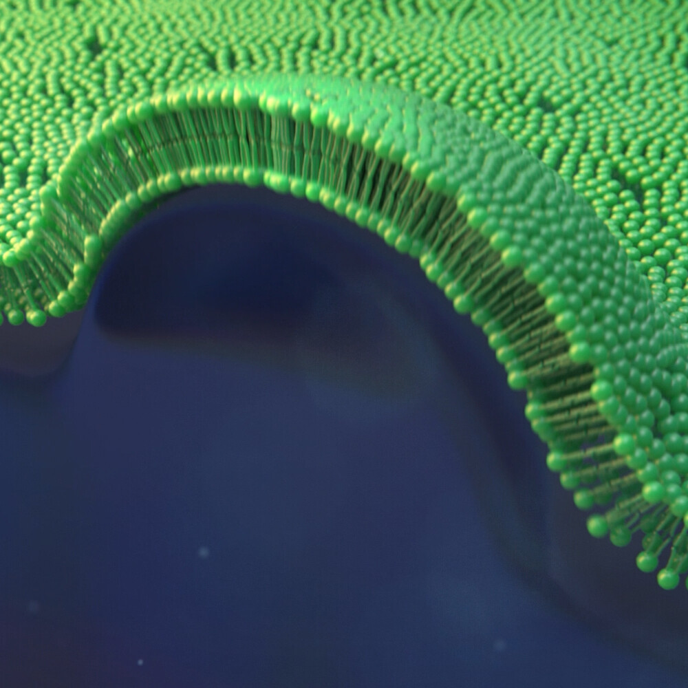 Medviz - Membrane Fusion