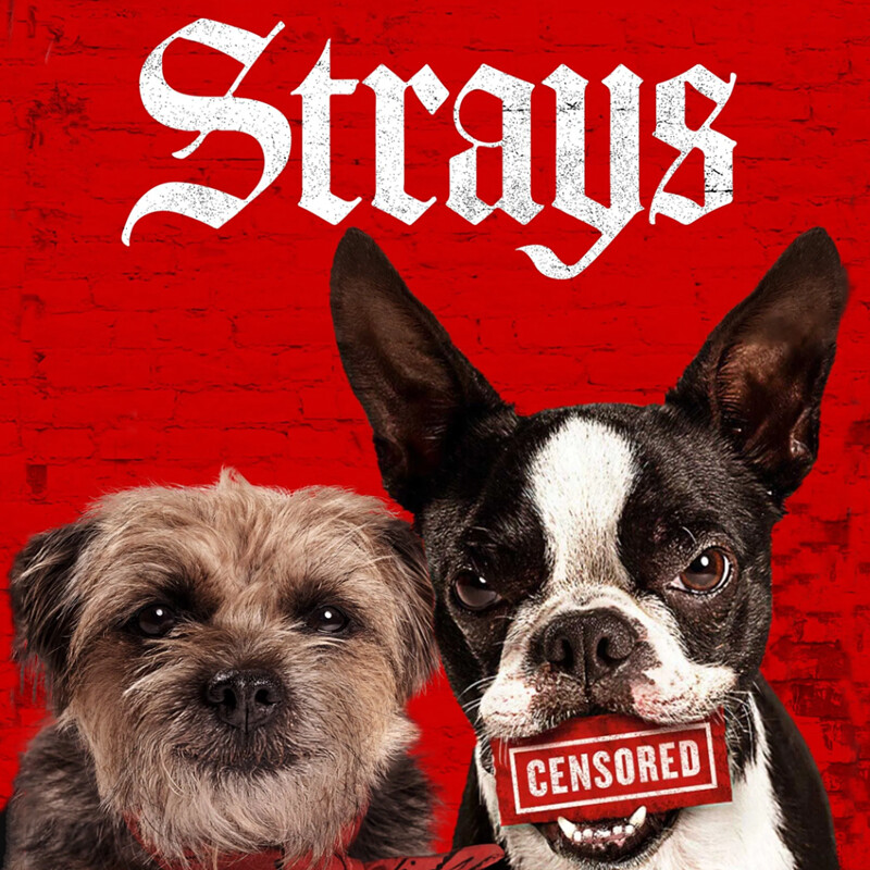 Strays | Universal