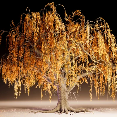Weeping Willow Tree