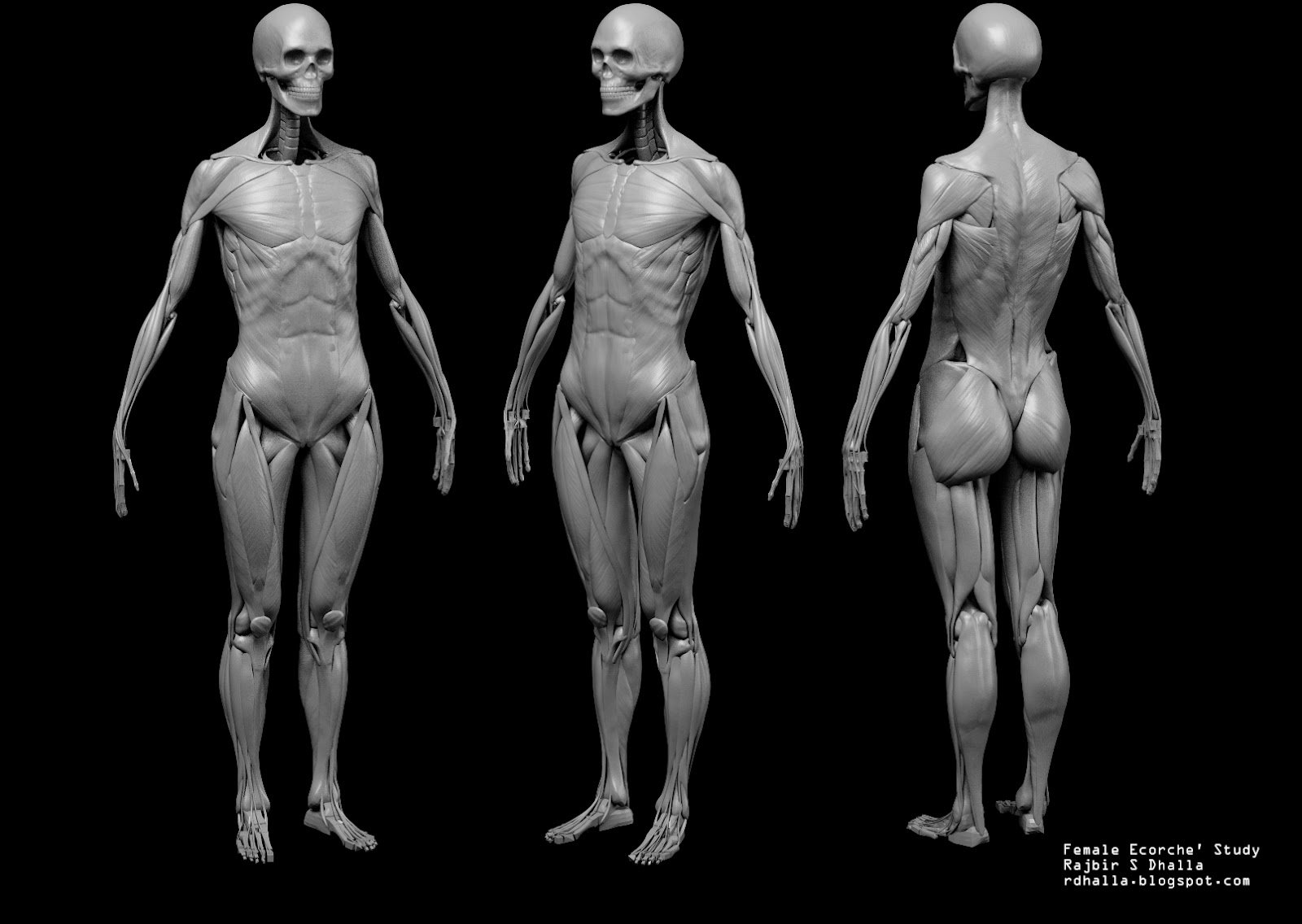ArtStation Ecorche #39 Studies