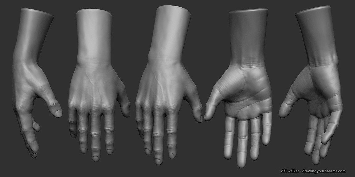 Zbrush референс анатомия
