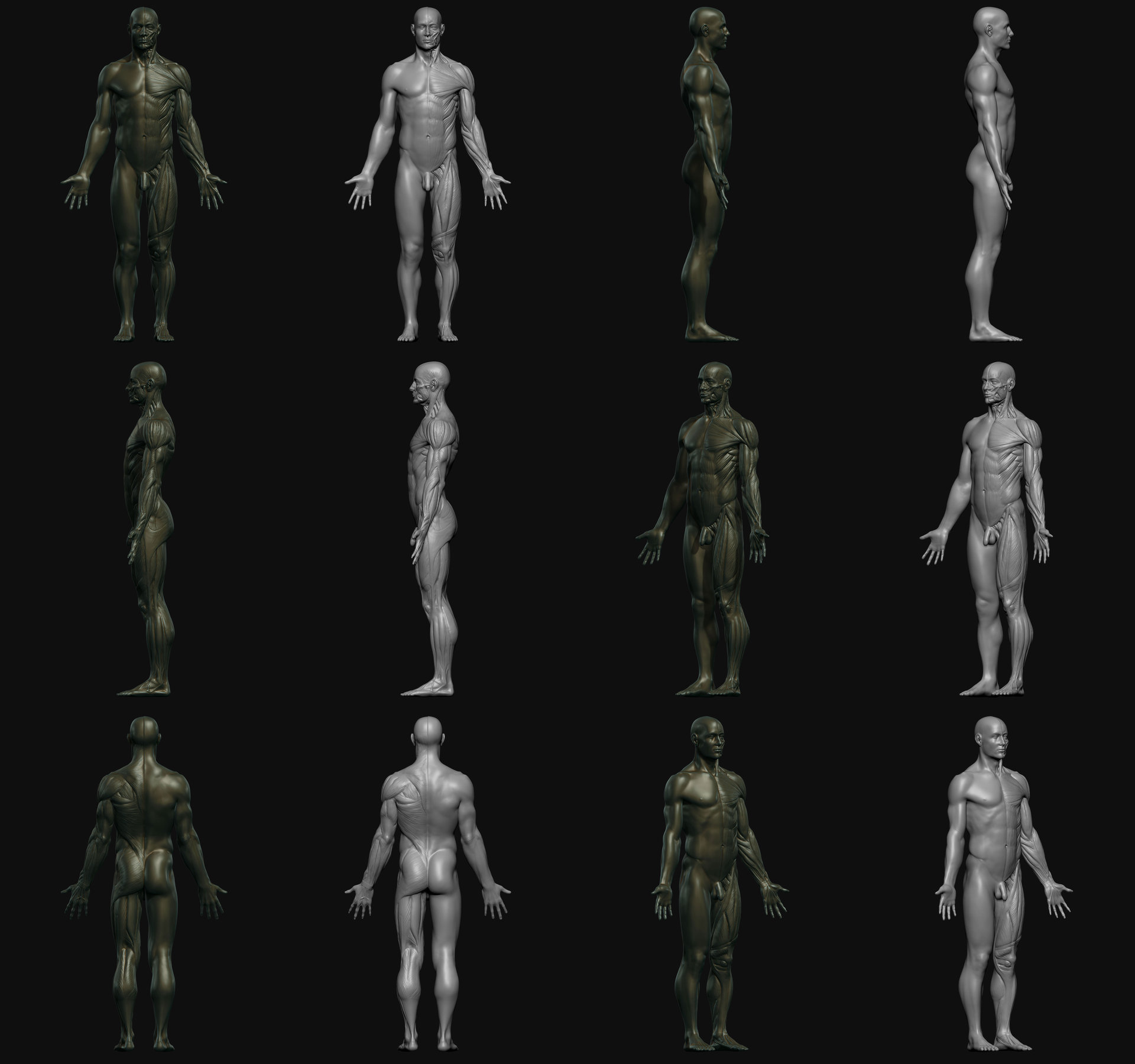 Federico Scarbini - 3D Total Male Anatomy Figure