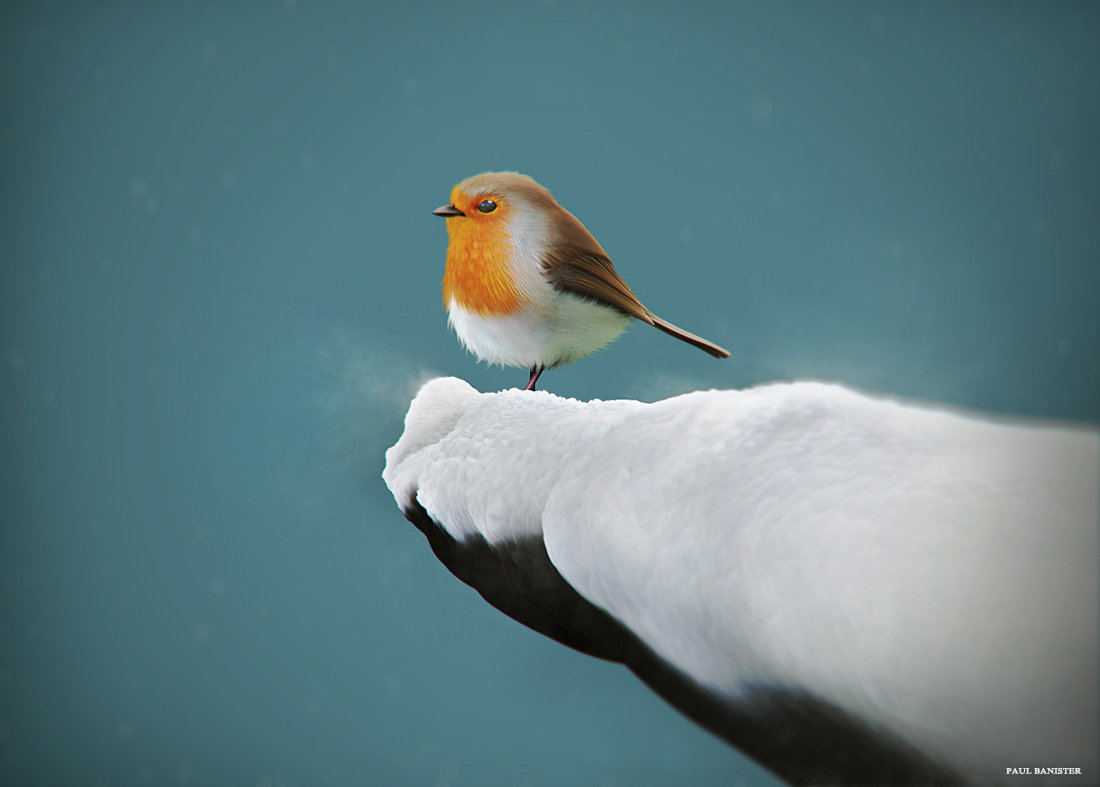 2 птицы на снегу. воробей зима. птицы на ветке зимой. пара чечеток птиц. пара снегирей.