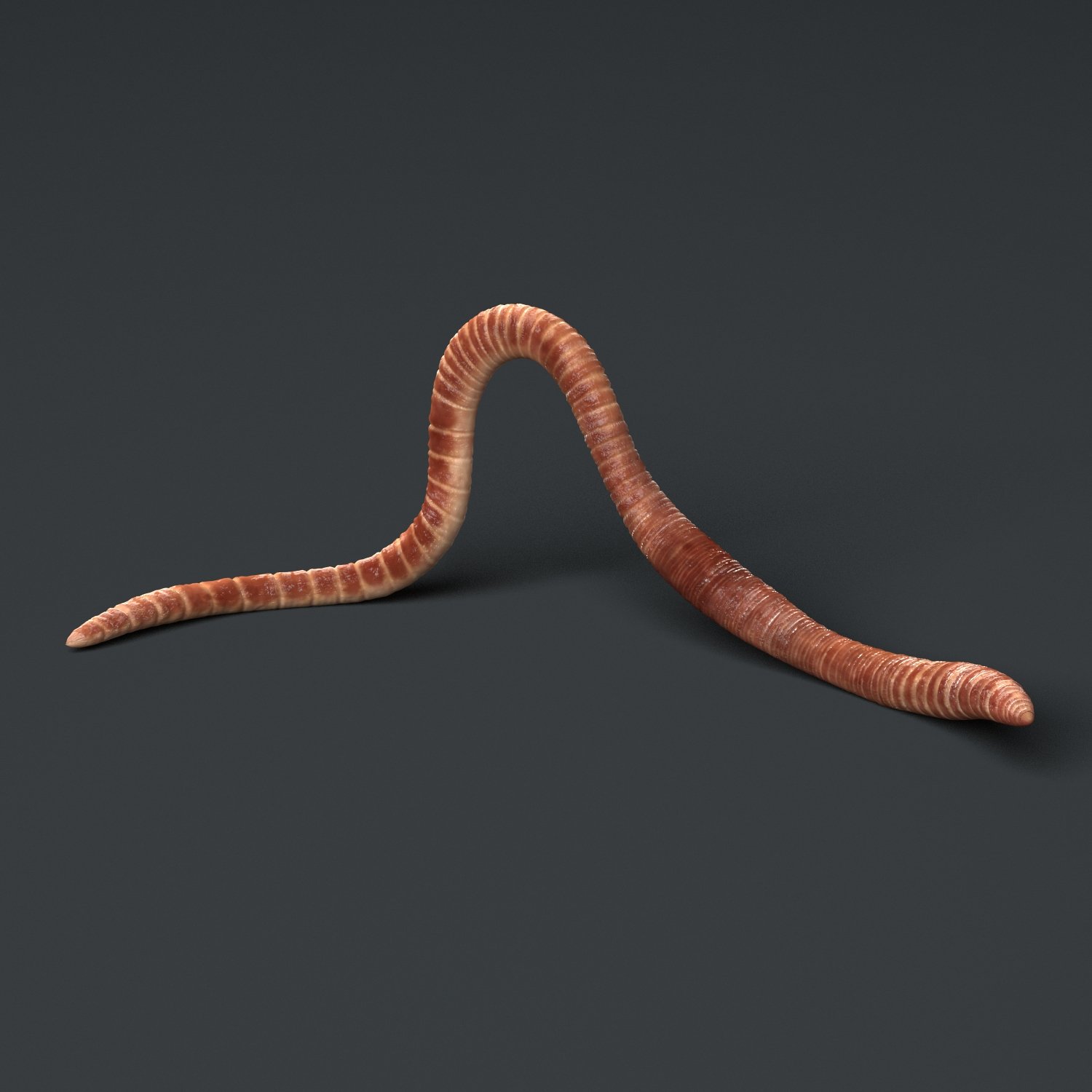 Worm Render