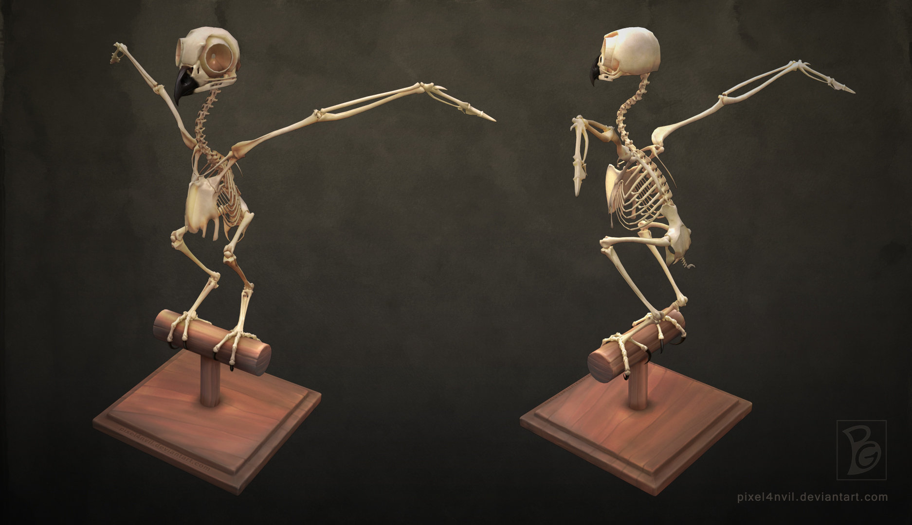 Скелет Совы Сипухи