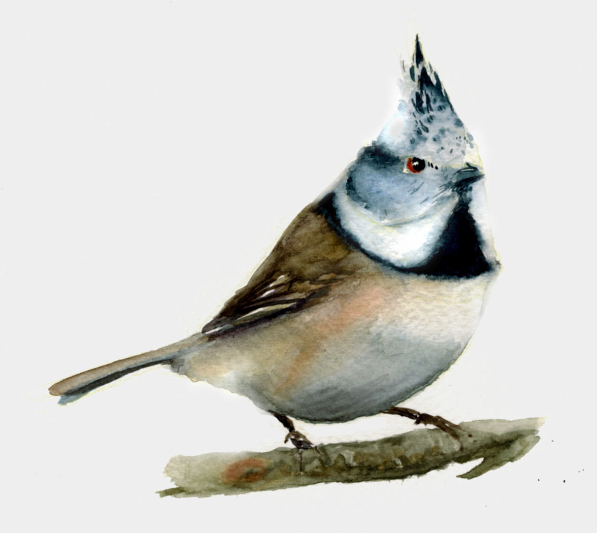 Artstation Cincia Dal Ciuffo Tiziano Gianesini