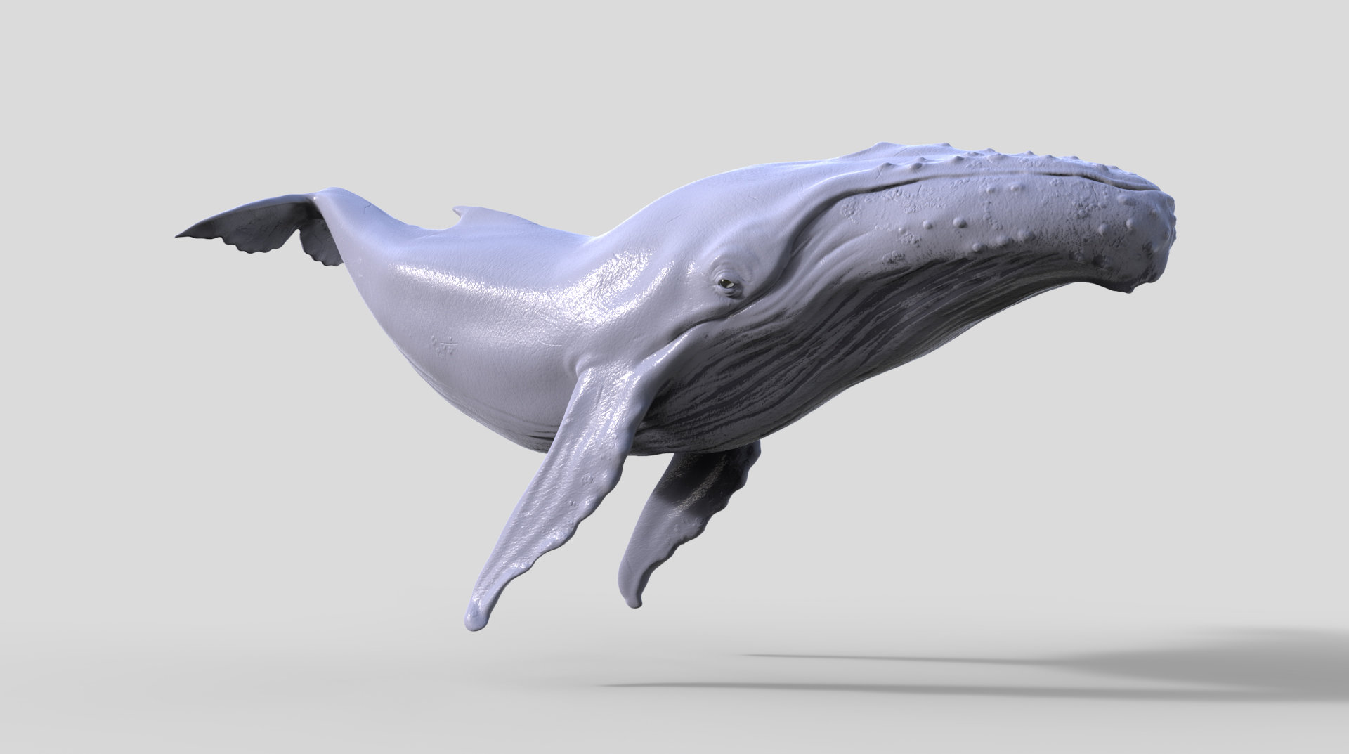 Скелет кита Горбача. Анатомия горбатого кита. Кит скульптура. Статуя китов.