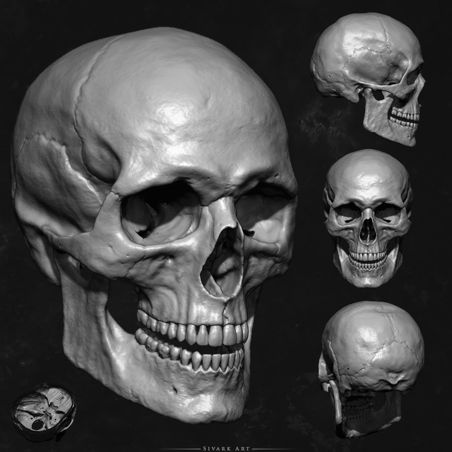 ArtStation - Human Skull Model, Sivark Art
