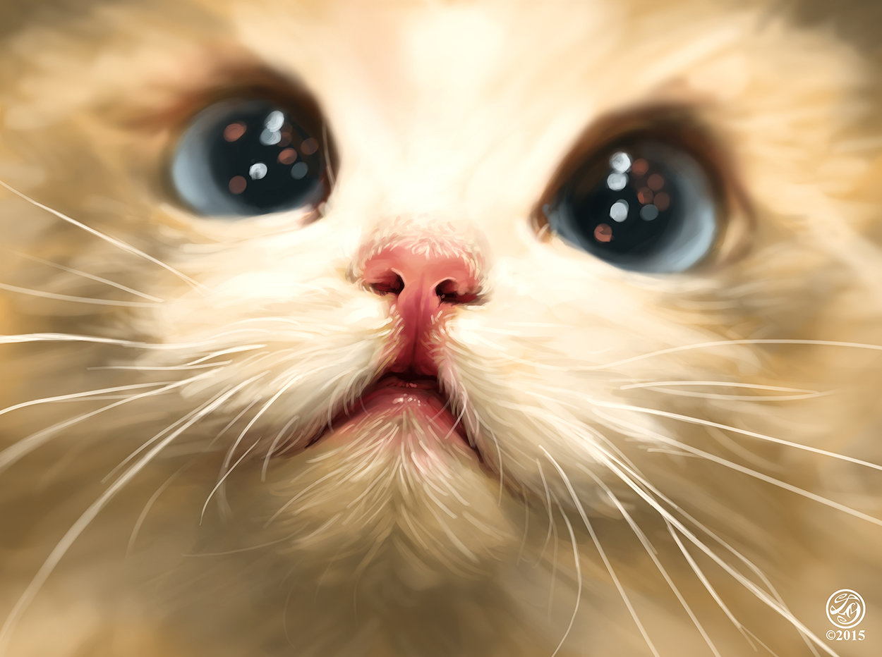 Artstation Cute Cat Study Catherine Steuer