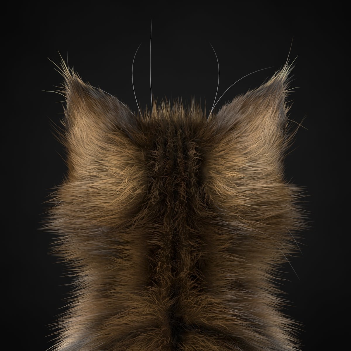 Кот Со Спины