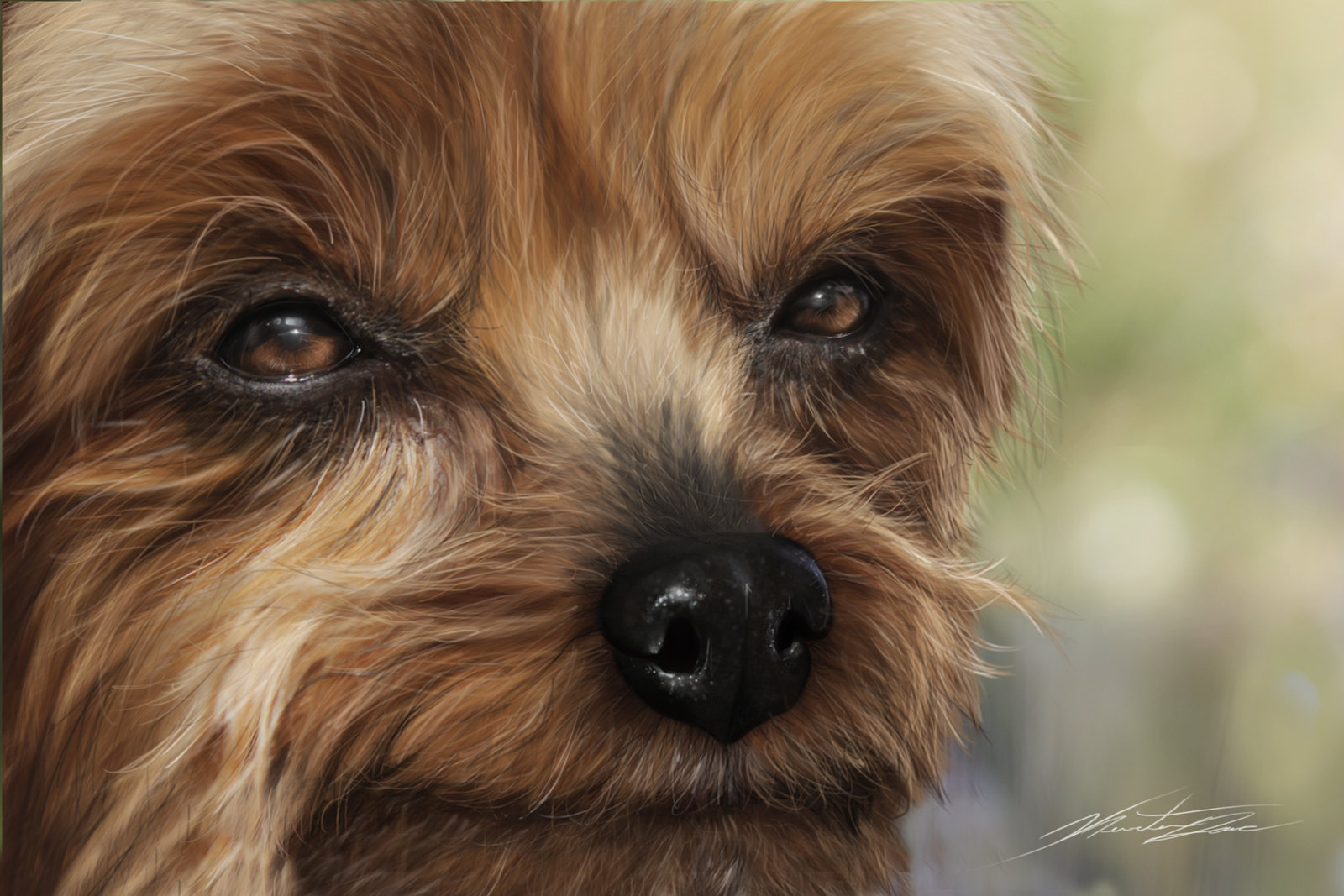 Dog Portrait Yorkshire Terrier