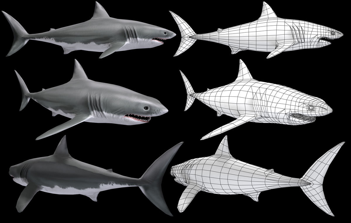 Манекен акулы. Голубая акула анатомия. Акула рисунок. Белая акула для детей. Анатомия тупорылая акула.