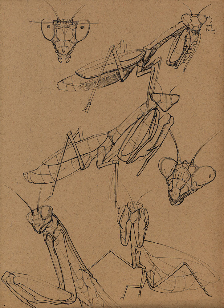 Artstation Insects Floris Van Der Peet