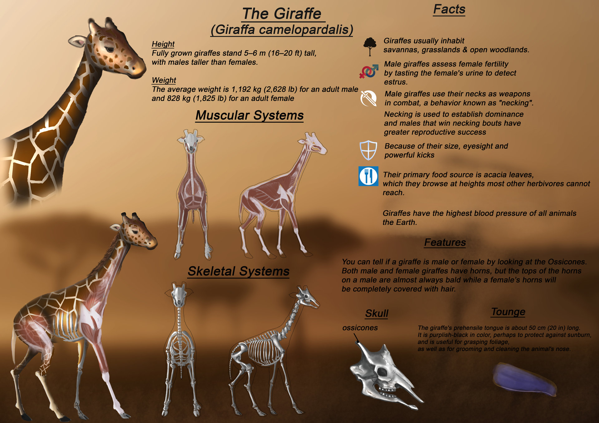 Anatomy Of A Giraffe