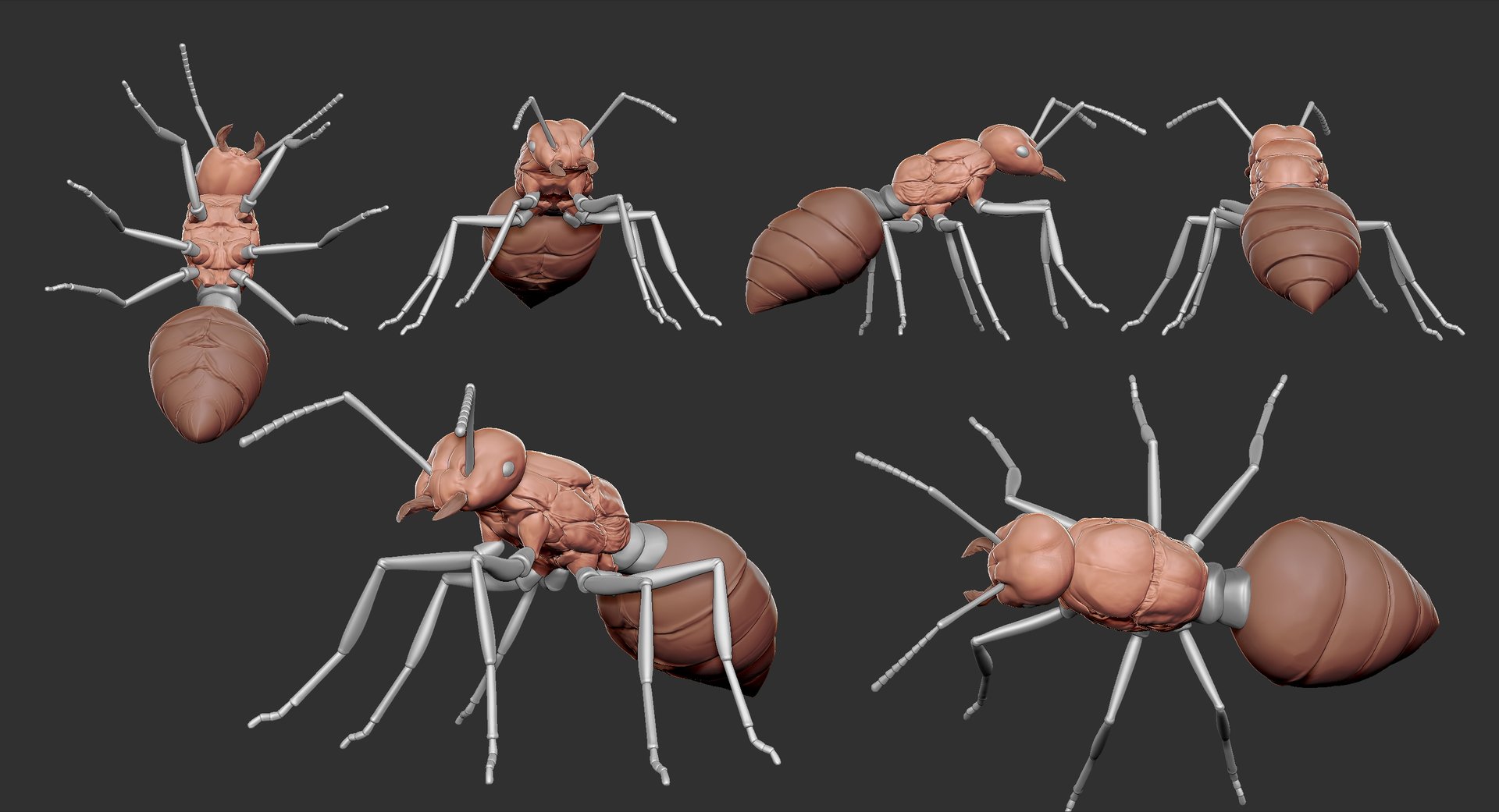 ant queen 3d ant queen 3d