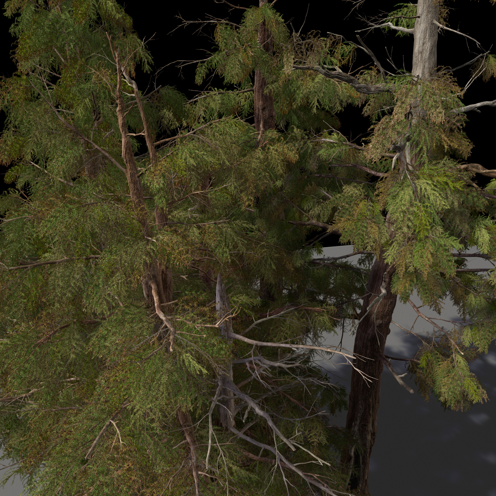 Texturing &amp; Lookdev of all Pine Trees and Foliage
