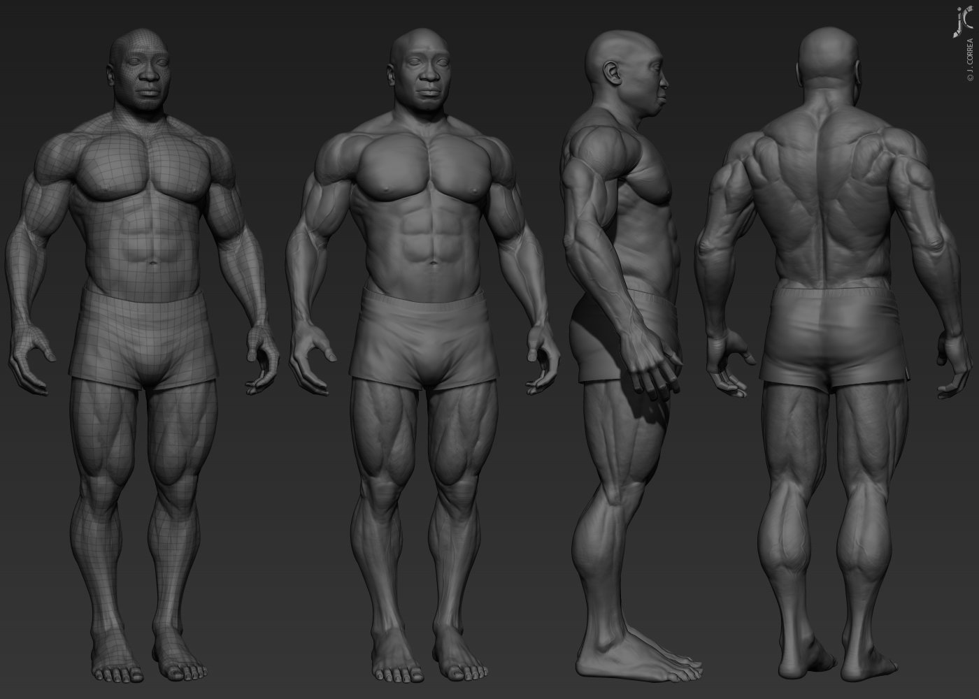 Анатомия мышц человека 3d