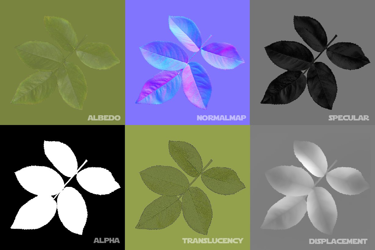 Romain Rouffet Leaf scan