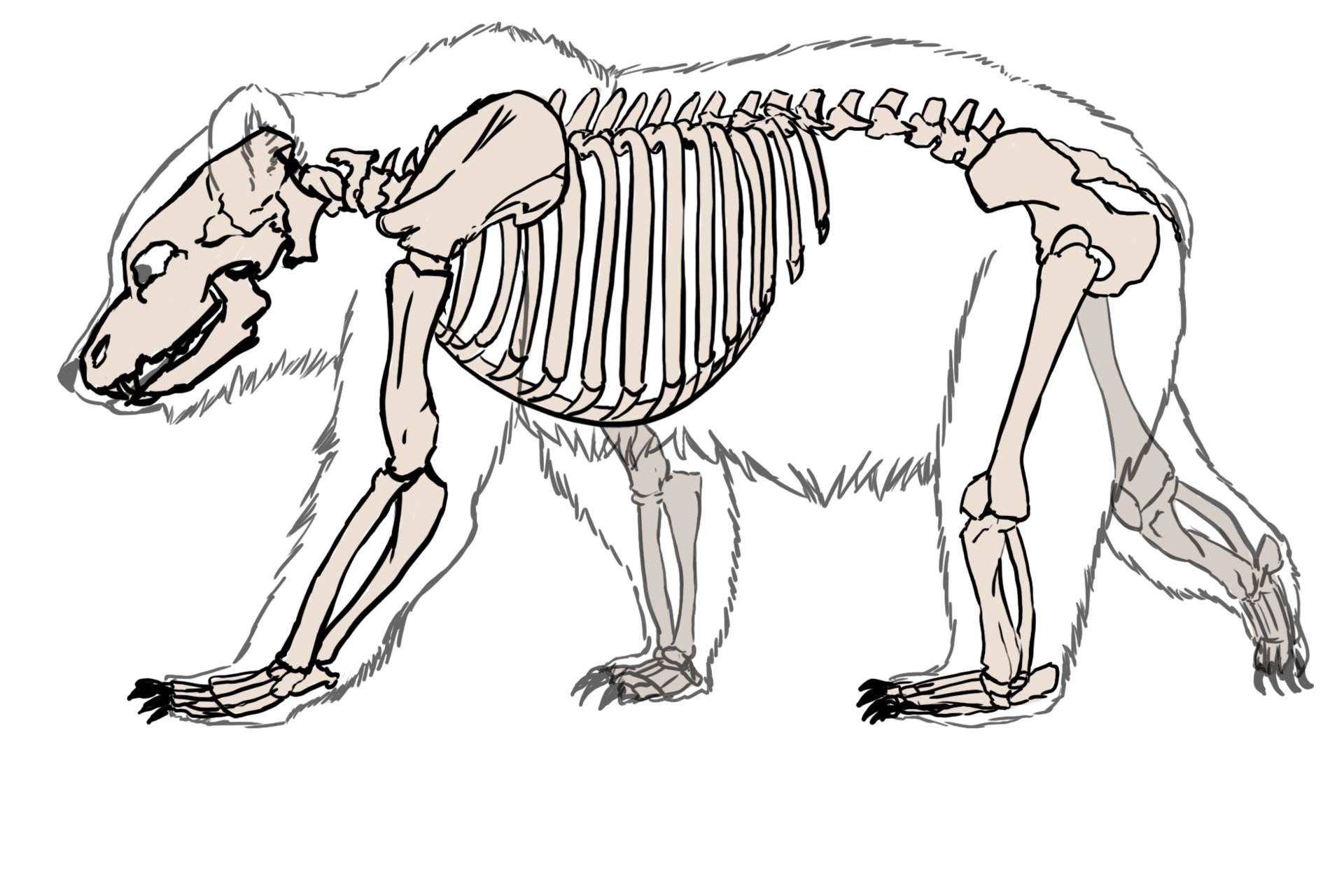ArtStation - Bear Skeleton Illustration, Kieran Polaris