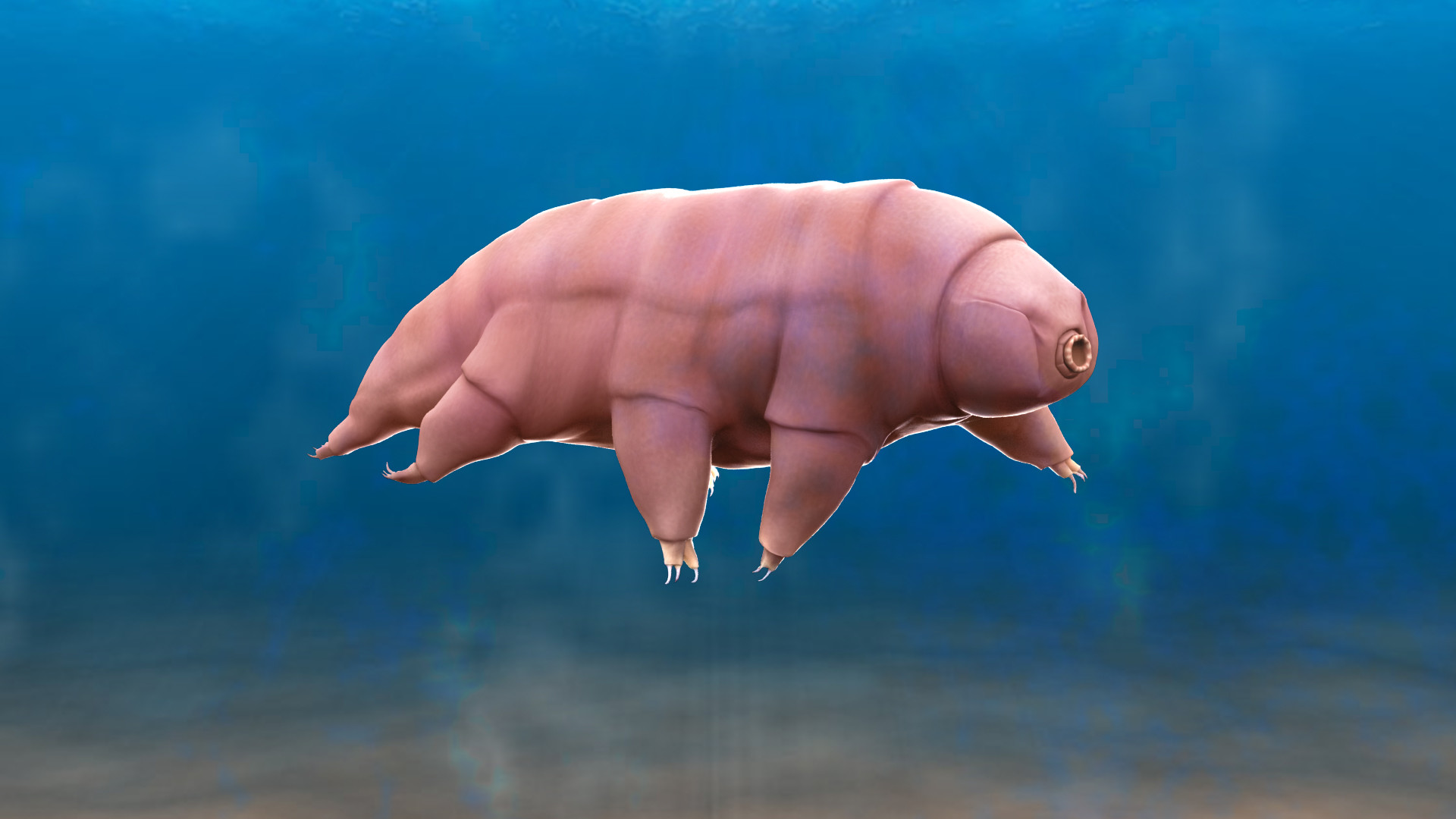 Artstation Tardigrade Model 3d Animated Water Bear Mustafa Vangol