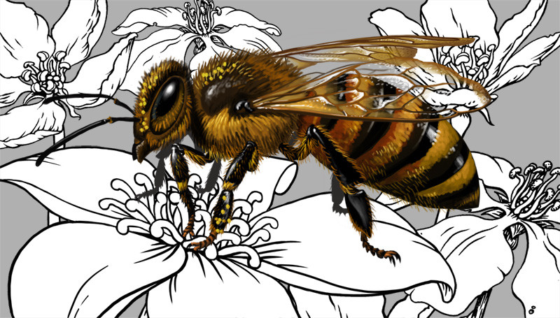 Нектар рисунок. Пчеломатка рисунок. Изображение пчелы. Пчела арт. Пчела Графика.
