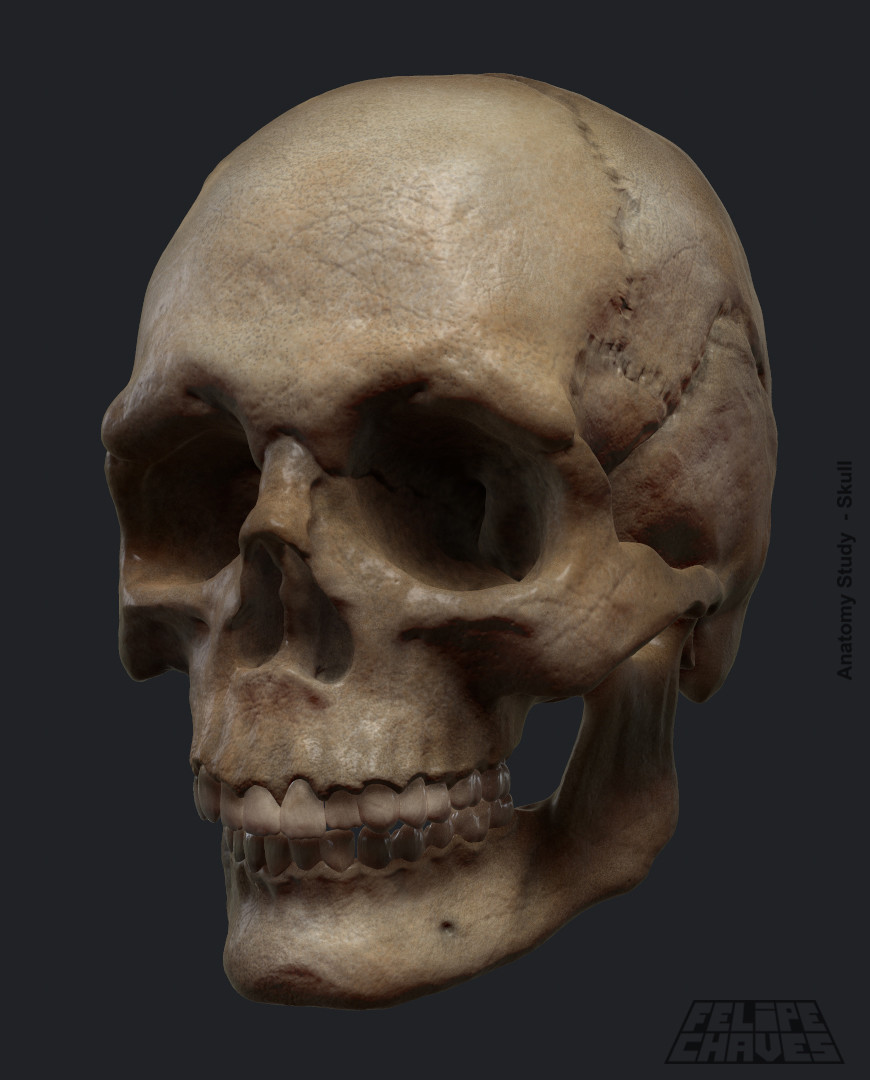 Anatomy Study - Skull