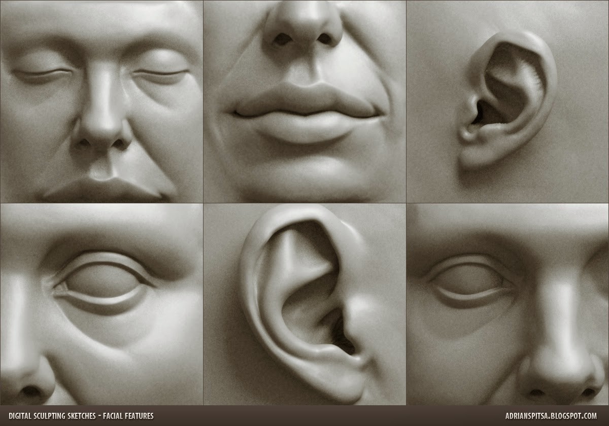 Facial Features Study