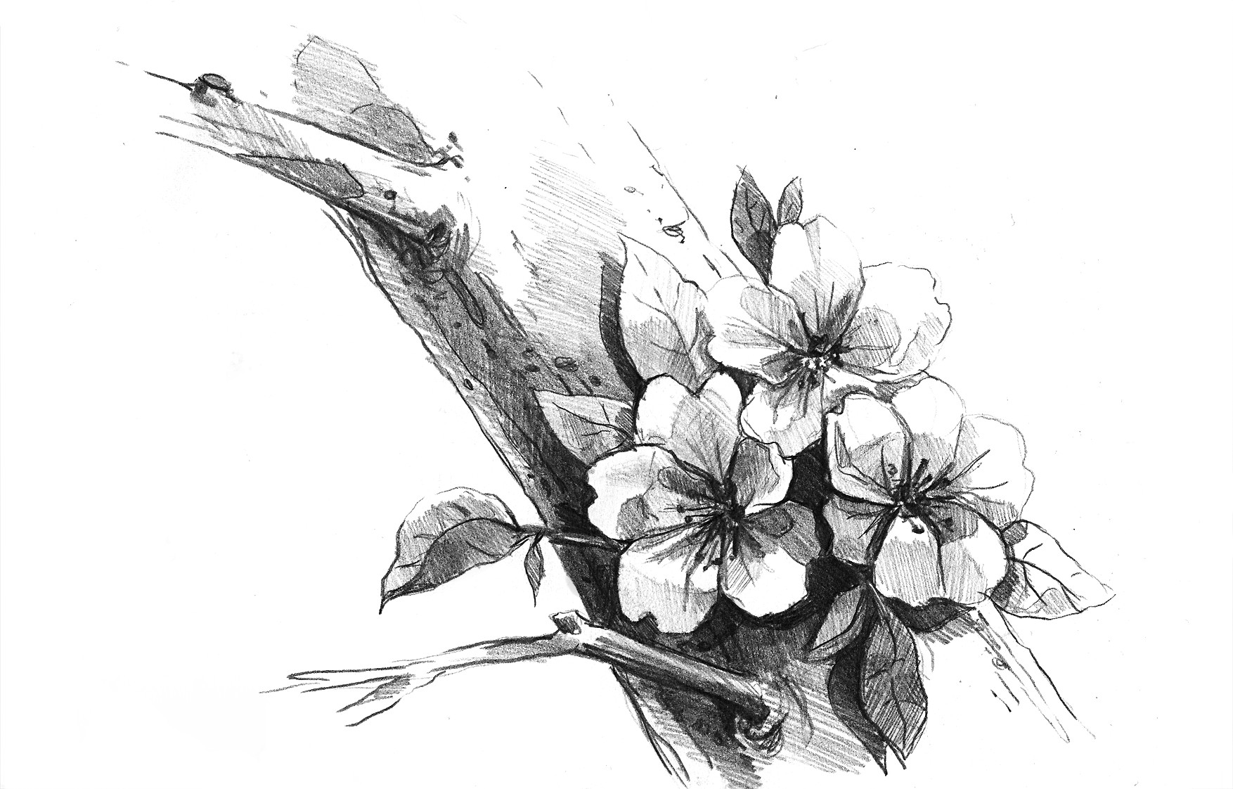 Artstation Cherry Flower Ania Przybylko