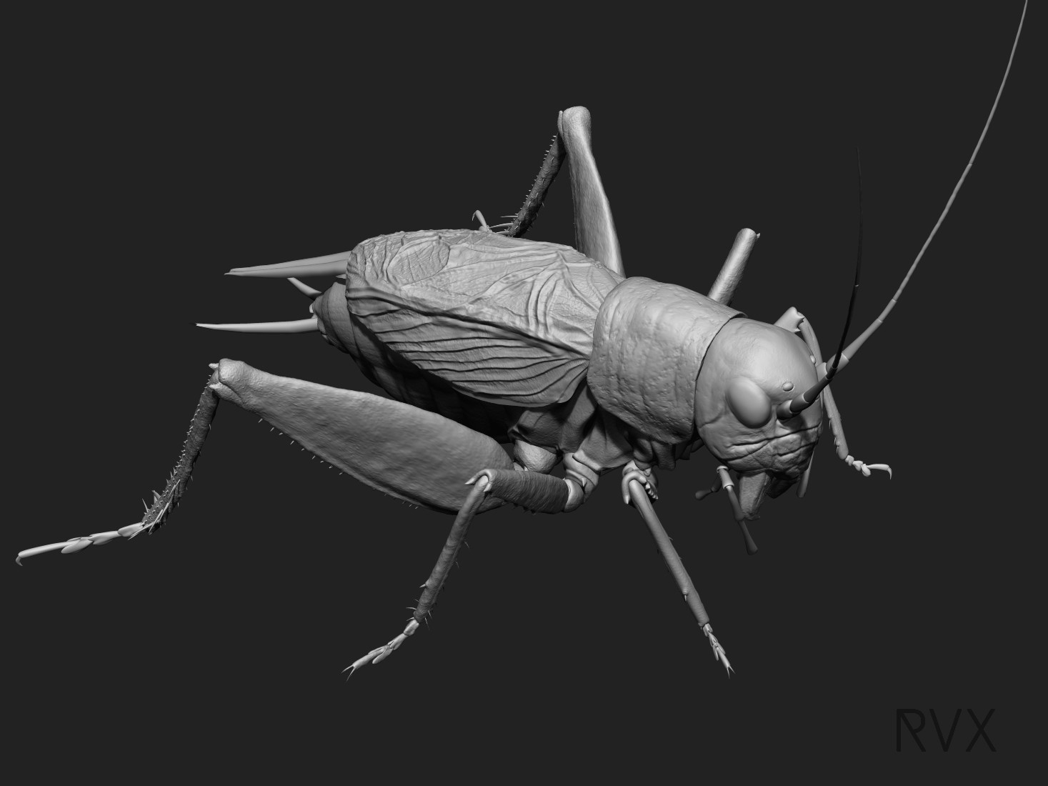 ArtStation - Cricket