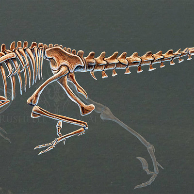 dakotaraptor skeleton