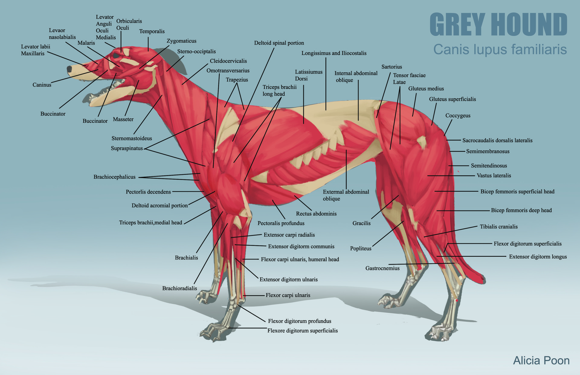 Dog Muscle Chart
