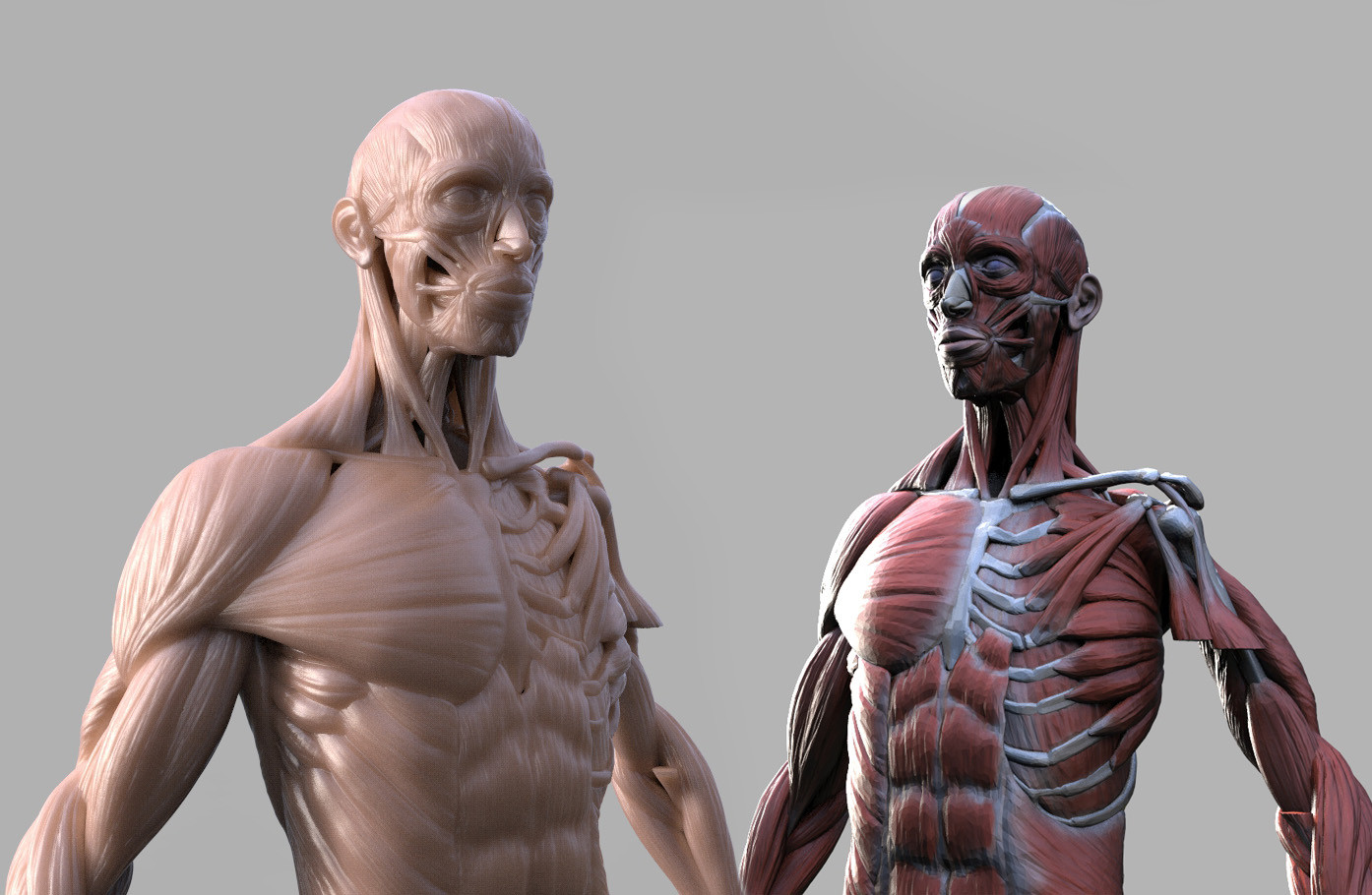 ecorche