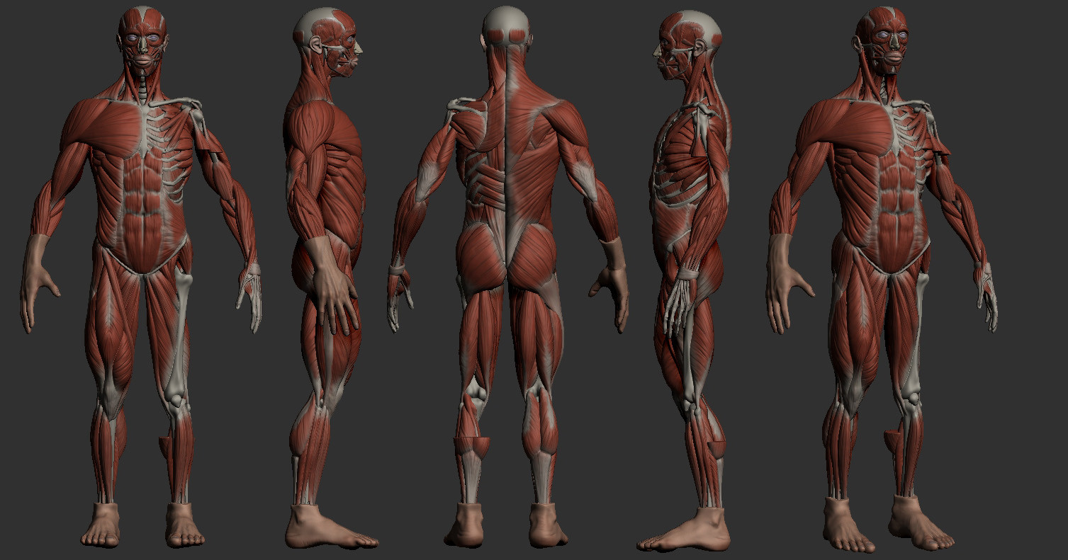 ecorche anatomy model