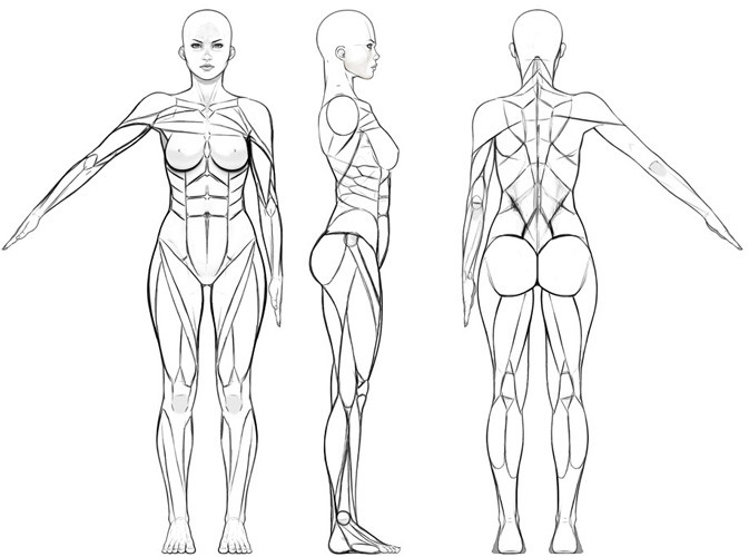 Artstation Character Sheet Woman Plus Anatomy