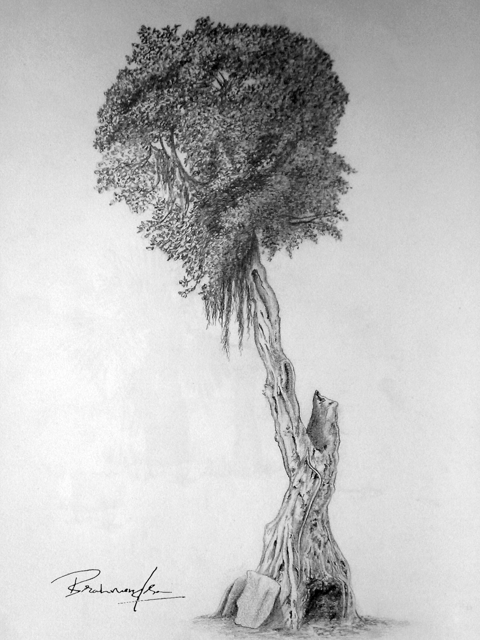 How to draw a banyan tree | Bargad ka ped kaise drawing karen | बरगद का  पेड़ | Banyan tree drawing - YouTube