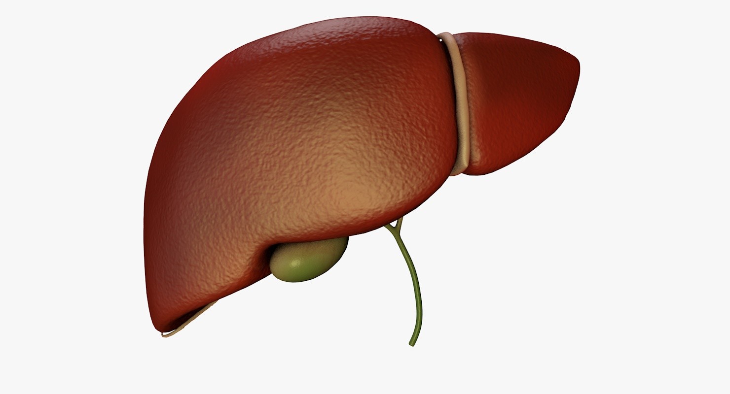 Artstation Liver And Bile Duct Medically Accurate