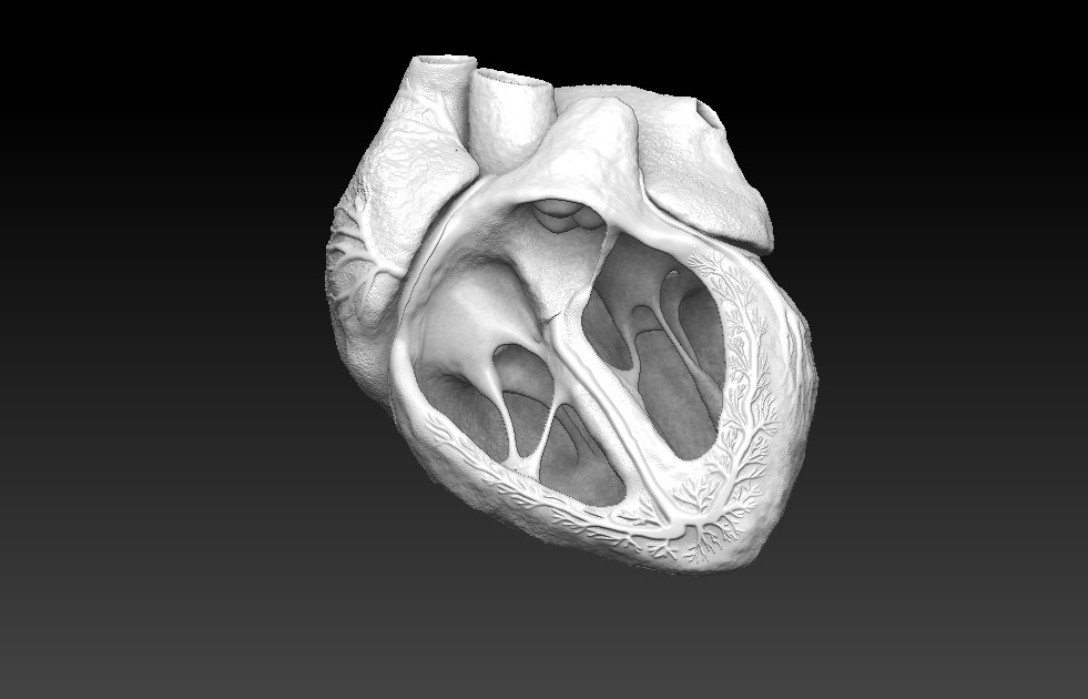 Artstation 3d Animated Realistic Human Heart Doctor Jana Cosa