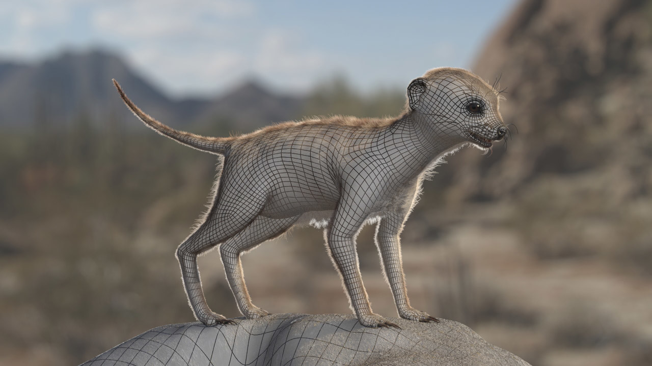 Artstation Meerkat Modeling And Fur Grooming 3d Lazhar Rekik