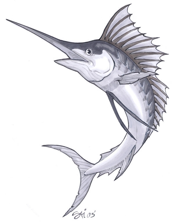tattoo design marlin | Fish drawings, Fish sketch, Blue marlin fish