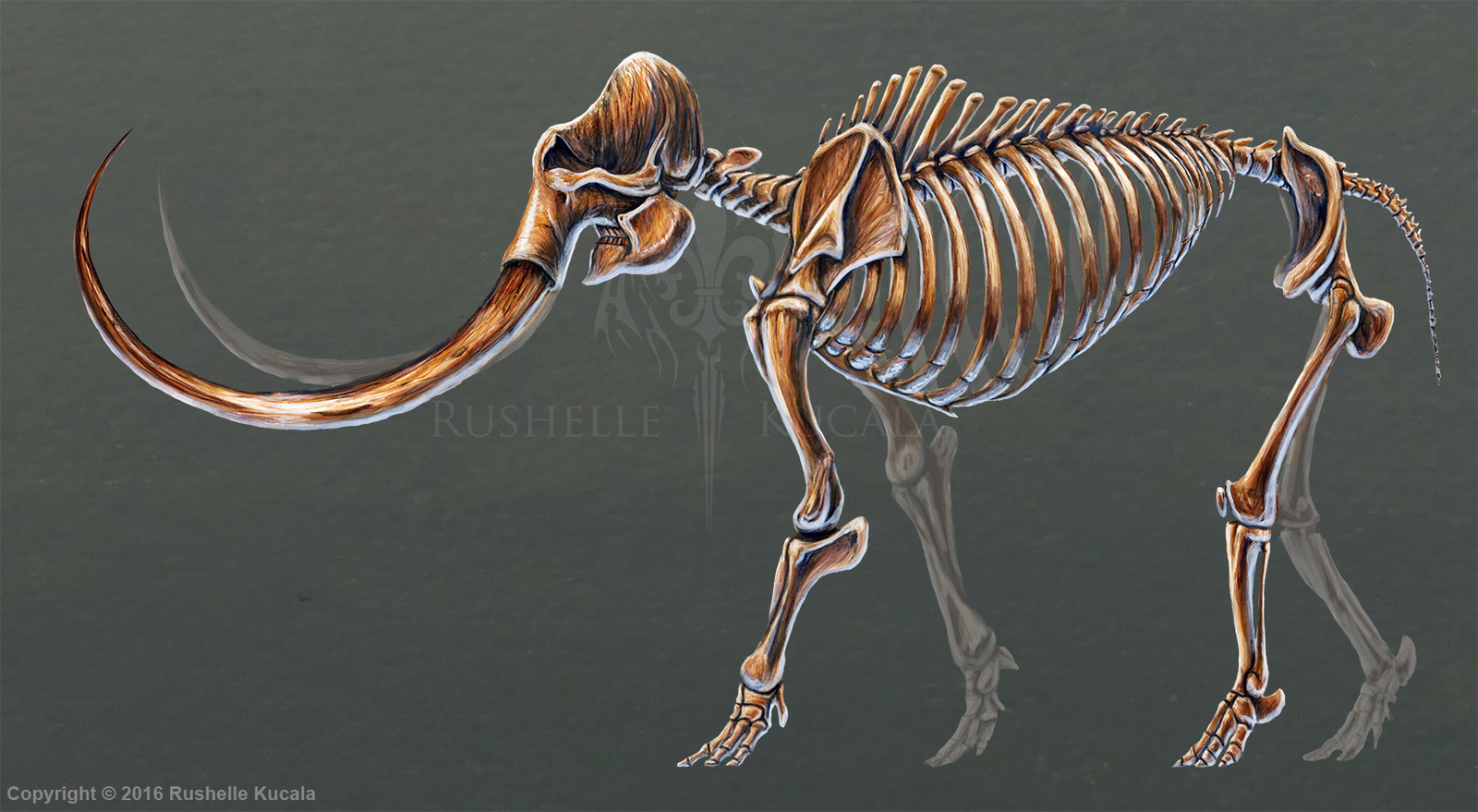 Rushelle Kucala - Mammuthus Primigenius Skeletal Study (No Labels)