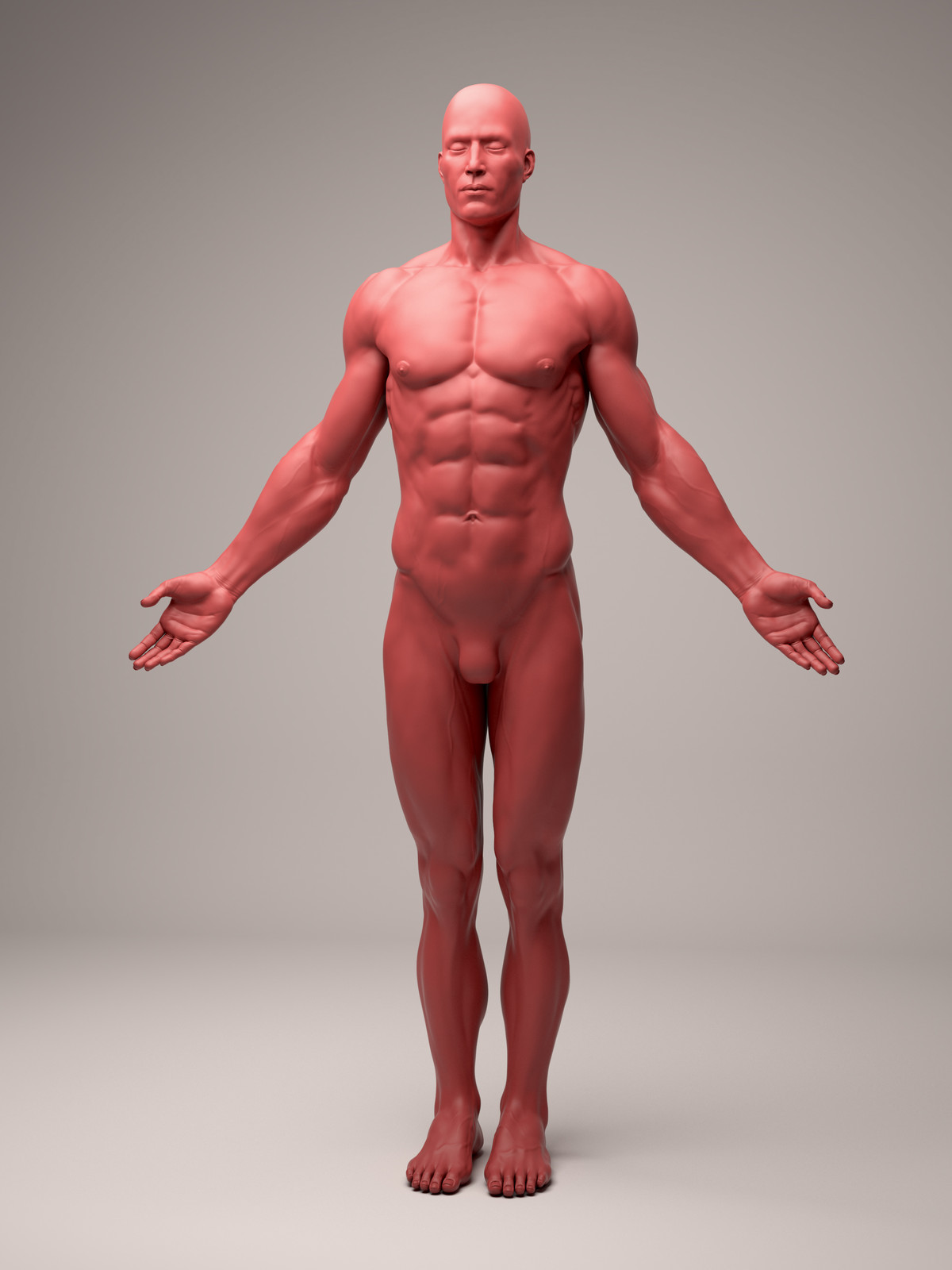 Male Anatomy Study