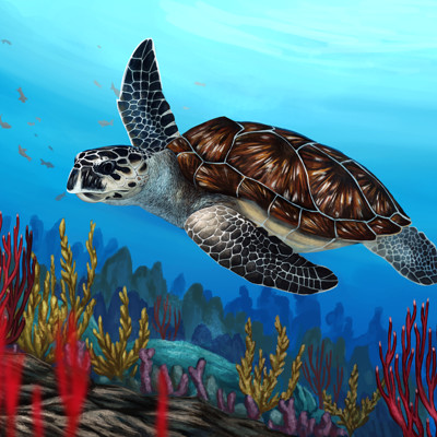 Martina nachazelova hawksbill sea turtle mala