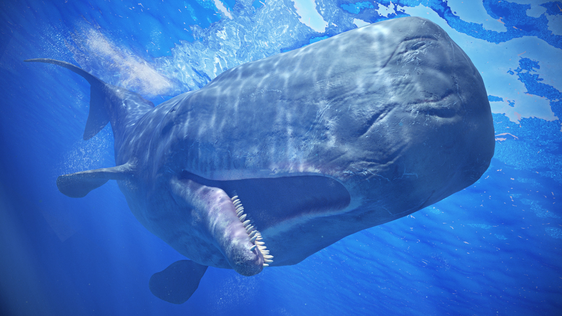 Benjamin Brosdau - Adult Sperm Whale