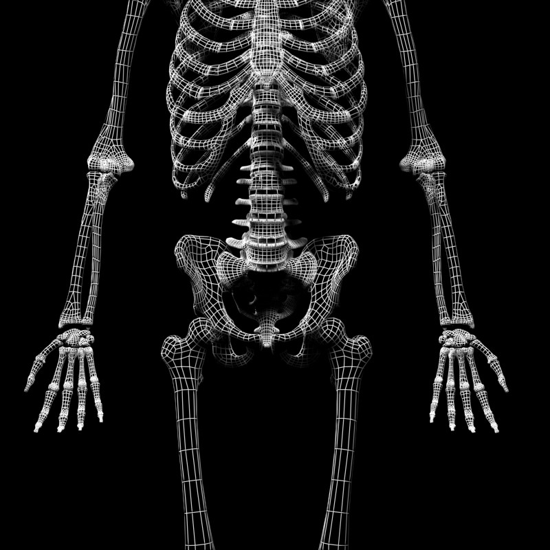 Поверхность скелета. Biped скелет. Скелет 3д модель. Skalet 3 d. Скелет для моделирования.