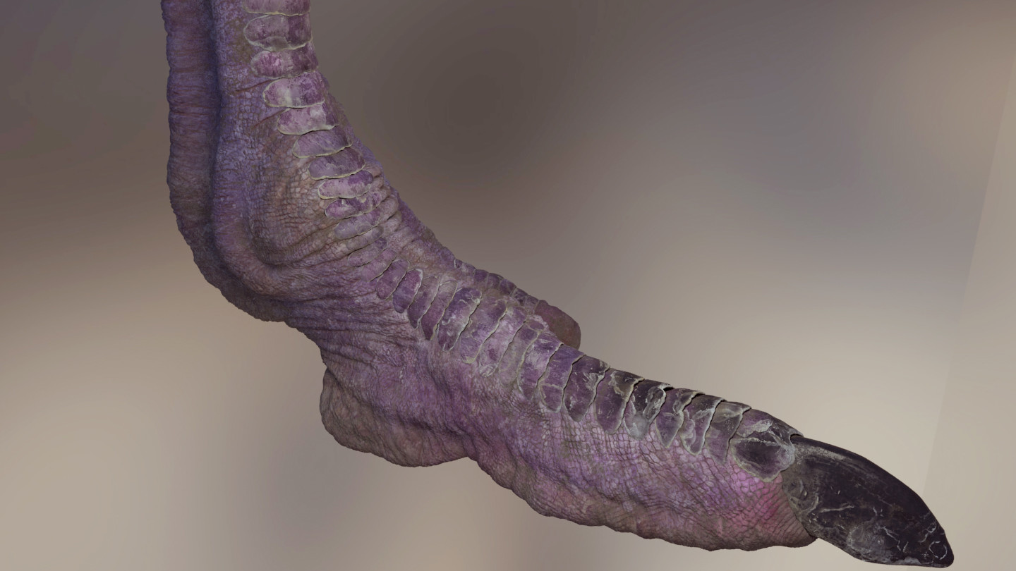 Ostrich Foot