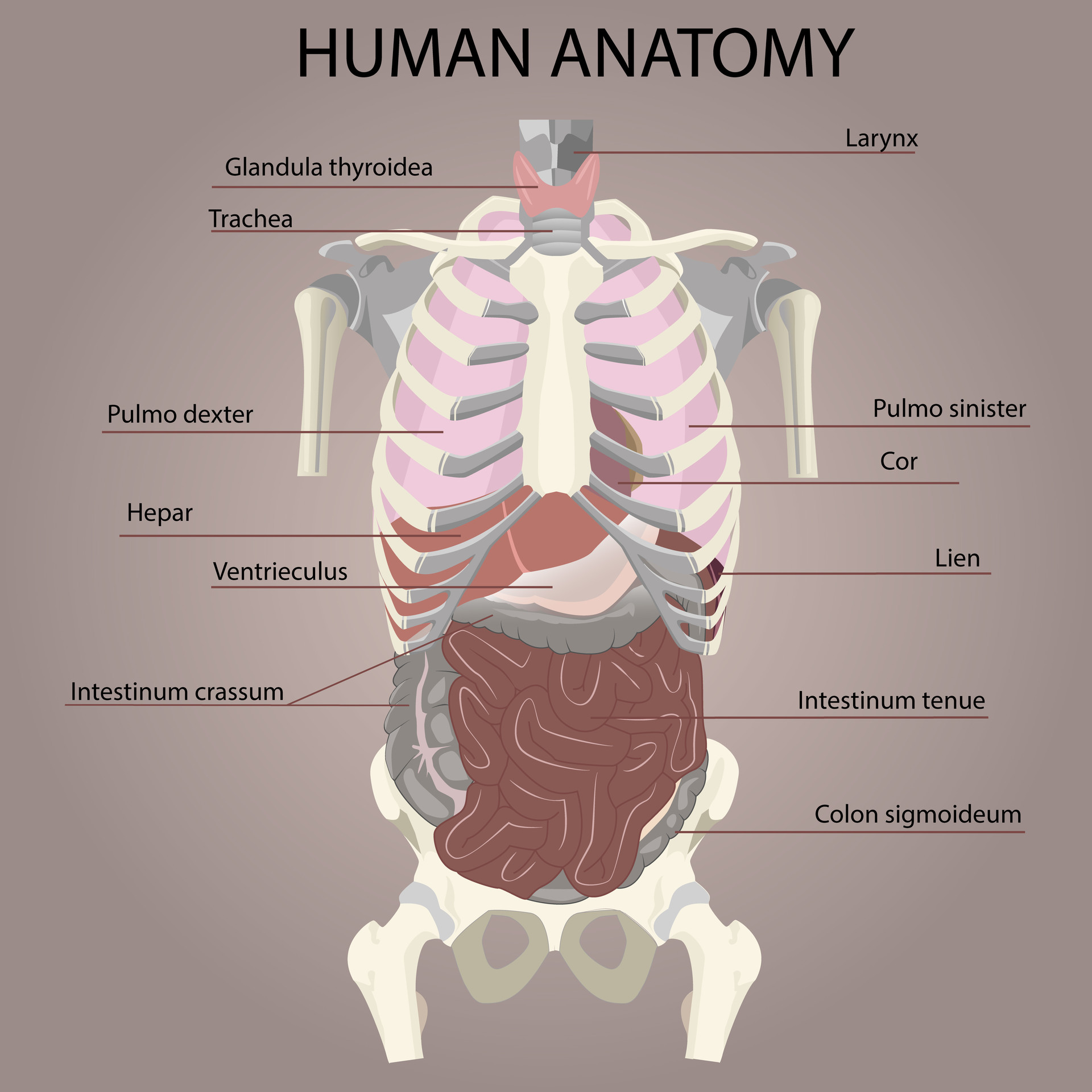 Arti Schelkov Human Anatomy