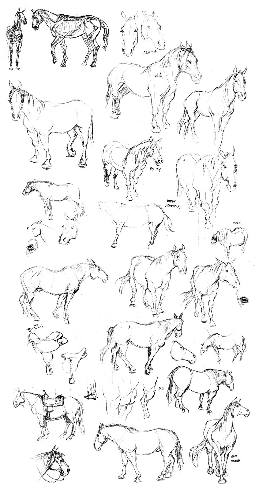 Our technical animator Aaron Dibbs has horses, and he let us come draw them. 