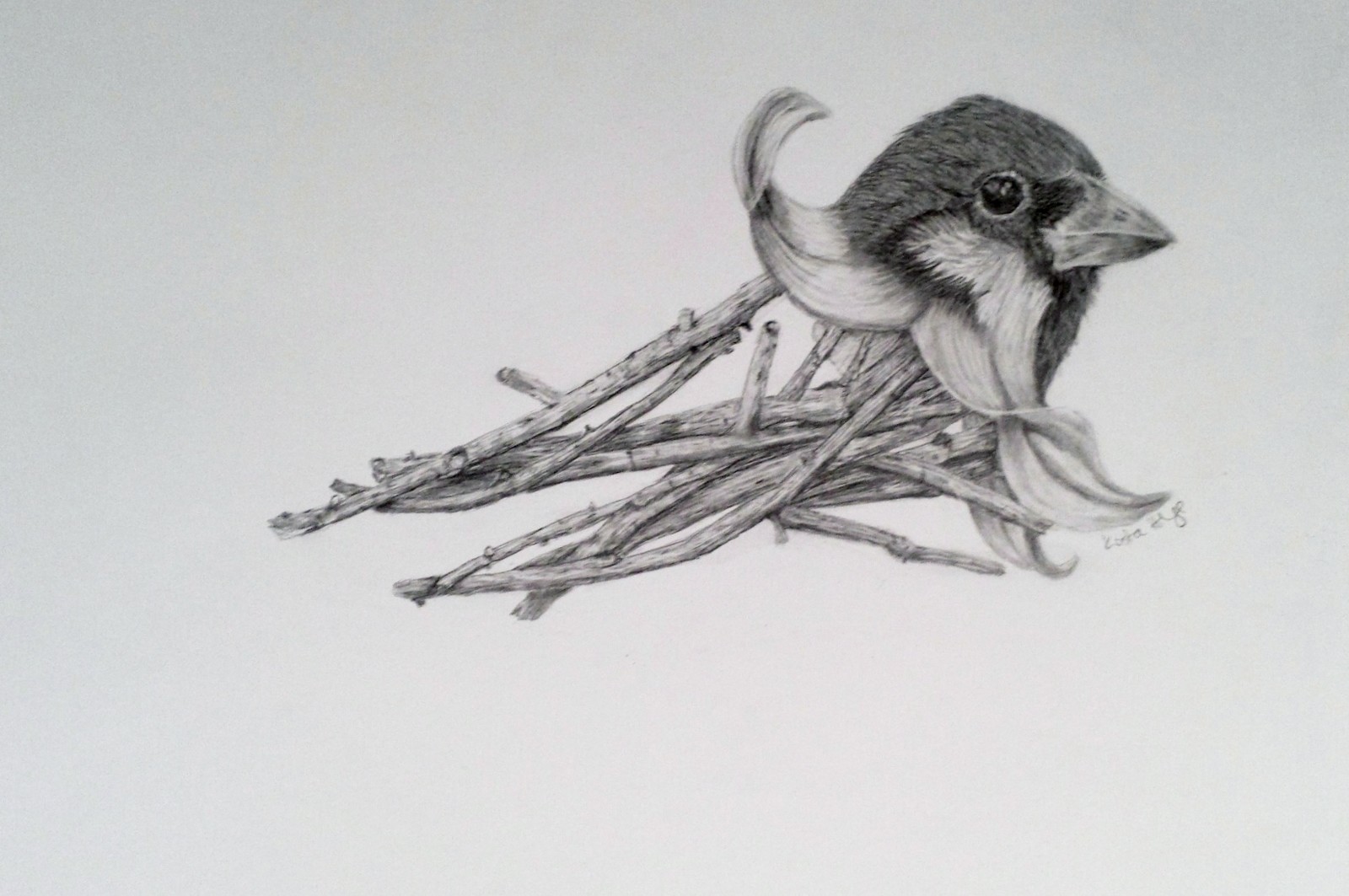 Bundle O Sparrow