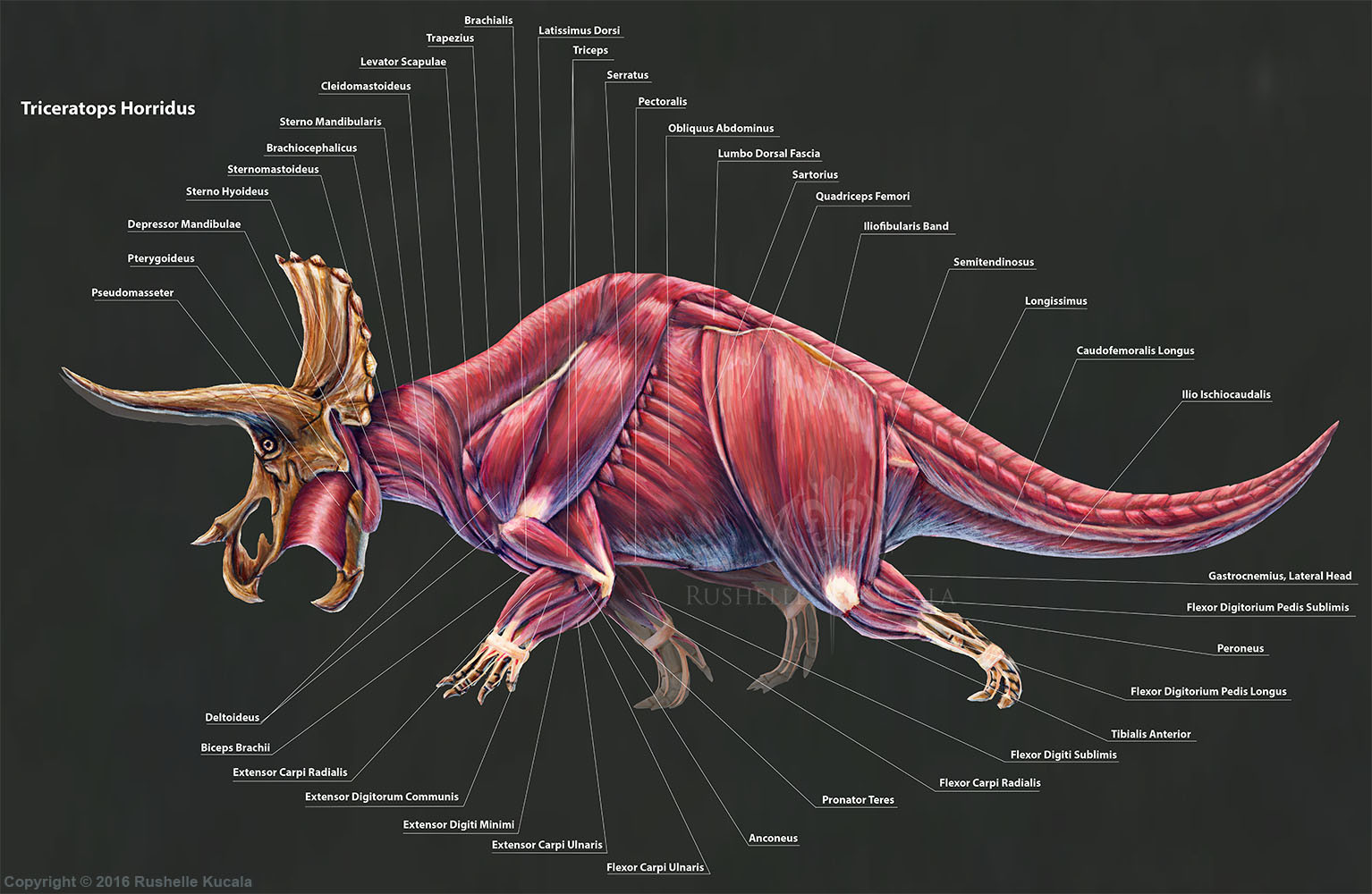 Живое существо 5 букв. Трицератопс анатомия. Трицератопс хорридус. Трицератопс внутреннее строение. Строение Трицератопса.